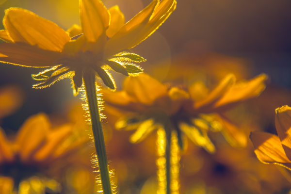 abundance